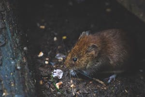 The Dirty Truth About Gutters and Pest Infestations